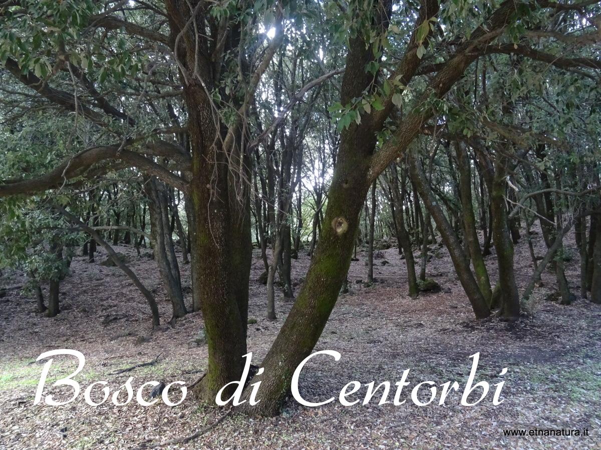 Bosco di Centorbi